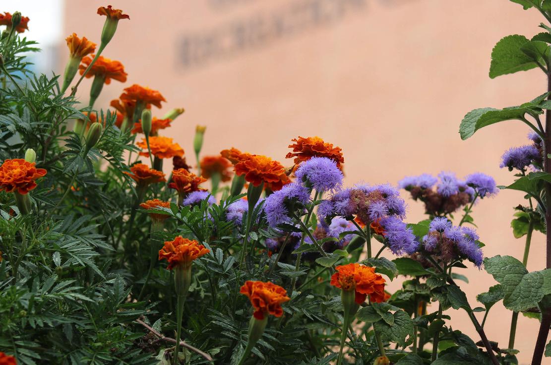 SPH Garden flower bed of dandelions 